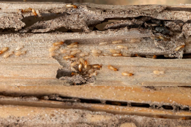 Bird Control in Toftrees, PA